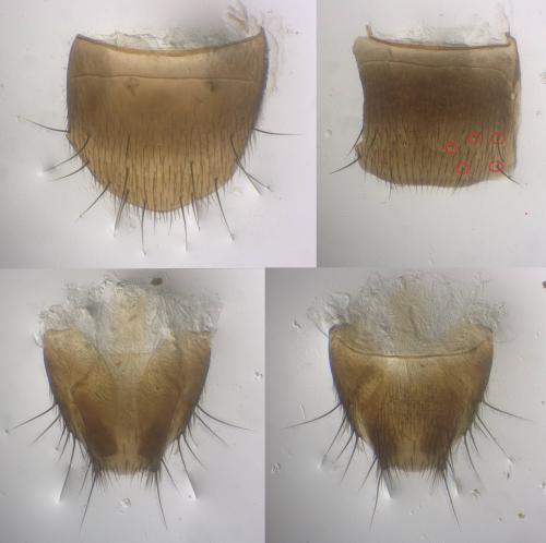 Atheta pseudoelongatula